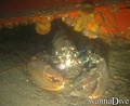 scuba diving photo