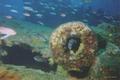 scuba diving photo