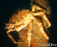 scuba diving photo