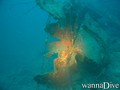 scuba diving photo