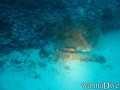 scuba diving photo