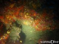 scuba diving photo