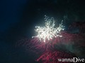 scuba diving photo