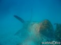 scuba diving photo