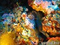 scuba diving photo