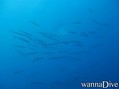 scuba diving photo