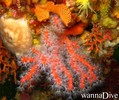 scuba diving photo
