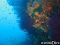scuba diving photo