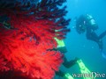 scuba diving photo