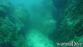 scuba diving photo