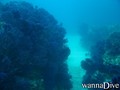 scuba diving photo
