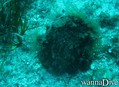 scuba diving photo
