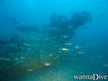 scuba diving photo