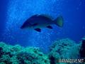 scuba diving photo