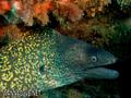 scuba diving photo
