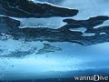 scuba diving photo