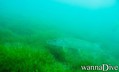scuba diving photo