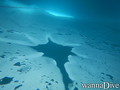 scuba diving photo