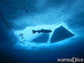 scuba diving photo