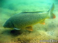scuba diving photo