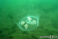 scuba diving photo