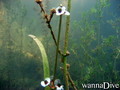 scuba diving photo