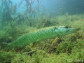 scuba diving photo