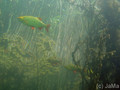 scuba diving photo
