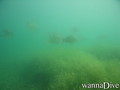 scuba diving photo