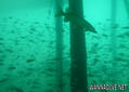 scuba diving photo