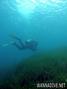 scuba diving photo
