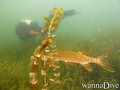 scuba diving photo