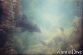 scuba diving photo