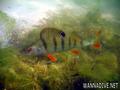 scuba diving photo