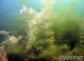 scuba diving photo