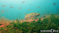 scuba diving photo