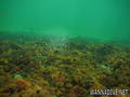 scuba diving photo
