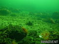 scuba diving photo