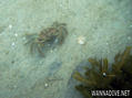 scuba diving photo