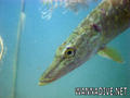 scuba diving photo