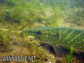 scuba diving photo