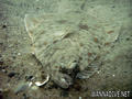 scuba diving photo
