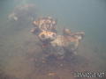 scuba diving photo