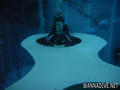 scuba diving photo