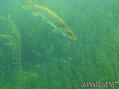 scuba diving photo