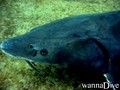 scuba diving photo