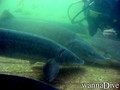 scuba diving photo