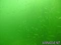 scuba diving photo