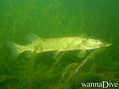 scuba diving photo