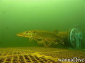 scuba diving photo